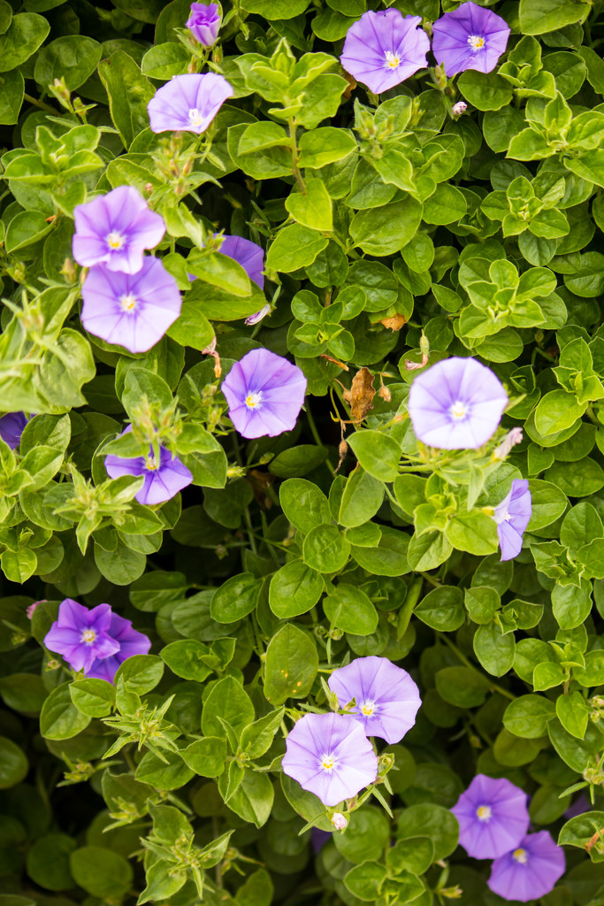 Purple flowers by swillinbillyflynn