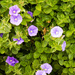 Purple flowers by swillinbillyflynn