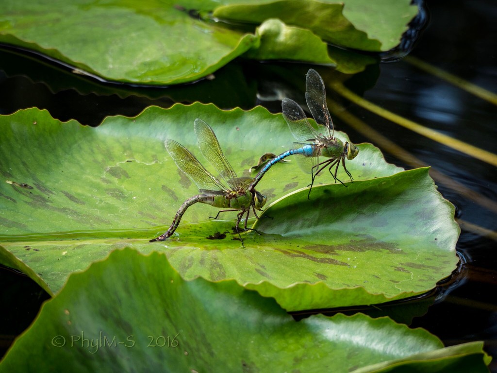 Dragonfly Couple by elatedpixie