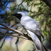 Black-faced Cuckoo-shrike by flyrobin