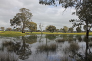 11th Oct 2016 - Flooded paddock