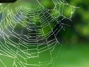 11th Oct 2016 - Spider's Web