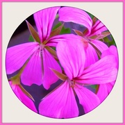11th Oct 2016 - Trailing geranium -- in the Pink 