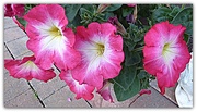 12th Oct 2016 - Petunias in pink 