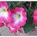 Petunias in pink  by beryl