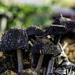 Poo 'shrooms by evalieutionspics
