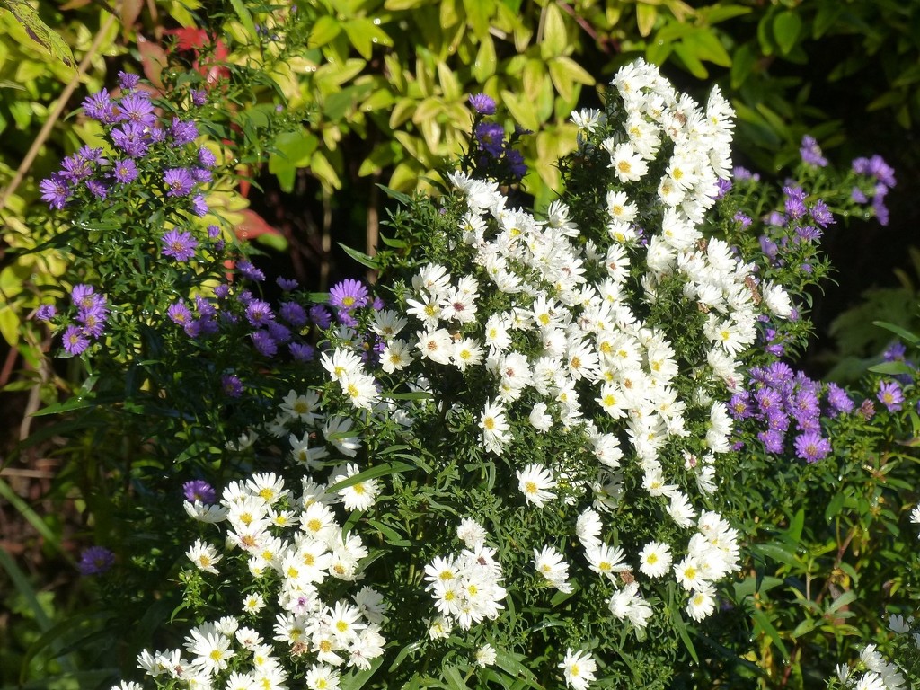 Michaelmas Daisies by foxes37