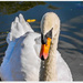 Swan by carolmw