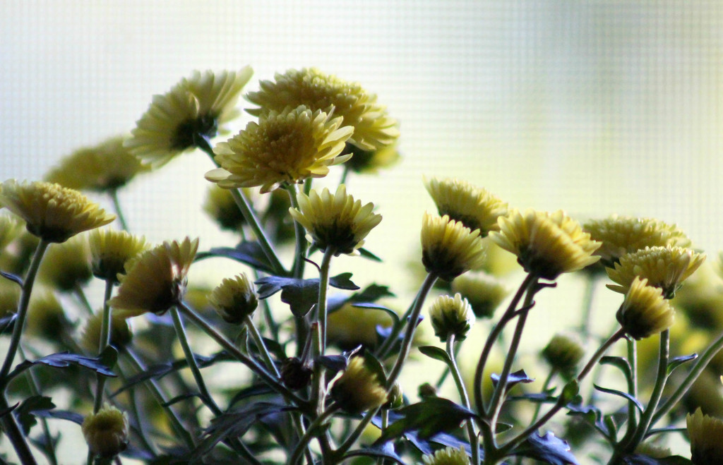 Tiny yellow mums by mittens