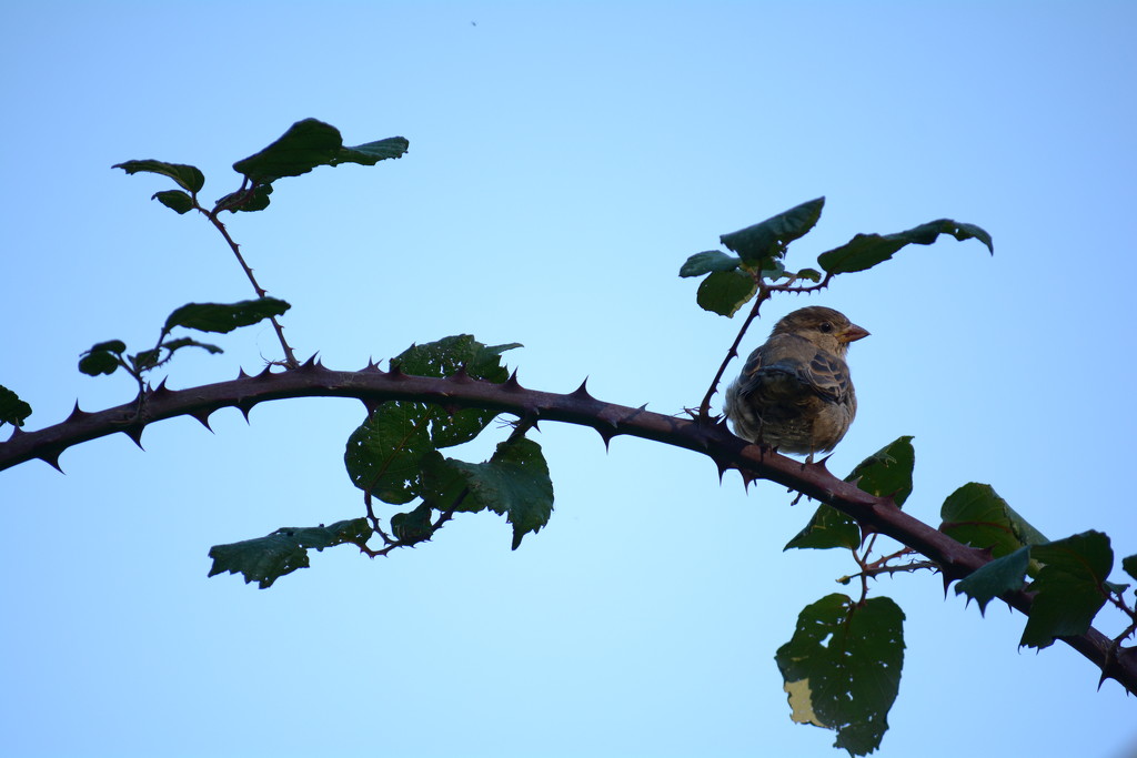 Sparrow fledgling by ziggy77