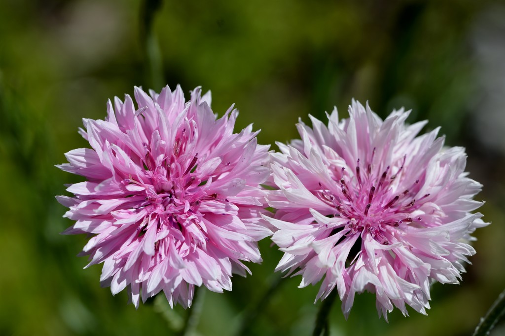 Pretty In Pink_DSC3841 by merrelyn