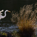 Egret Takes a Leap by jgpittenger