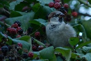 11th Oct 2016 - House sparrow 