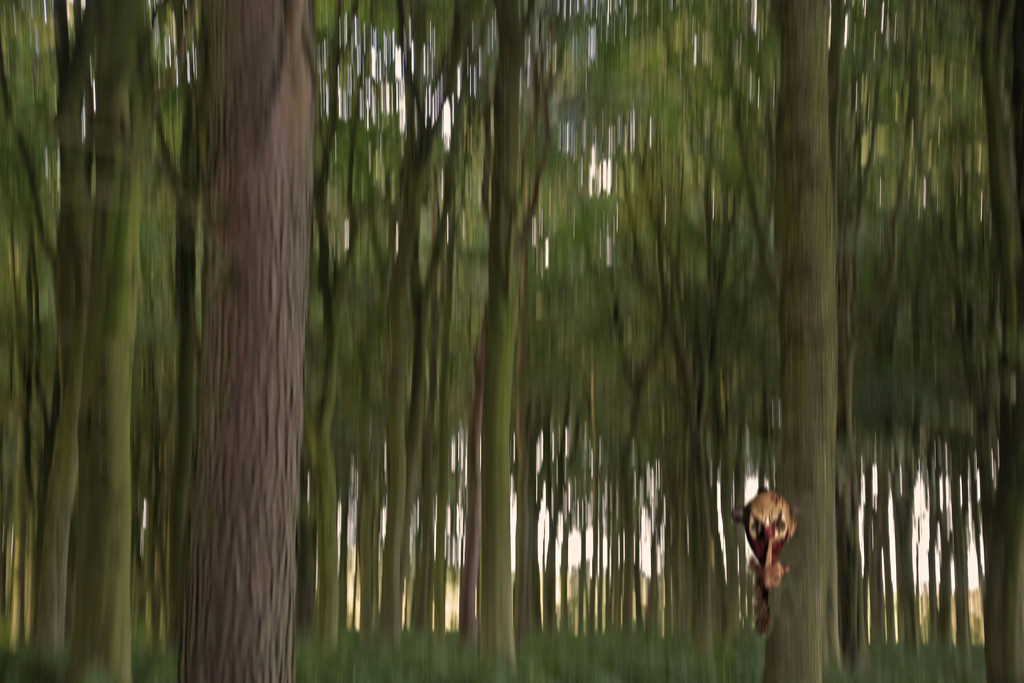 In the Woods by jesperani