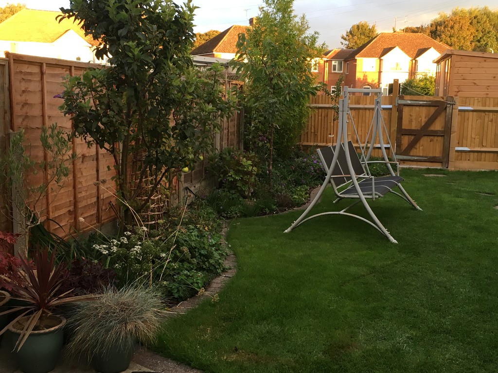 Back garden this evening  by cataylor41