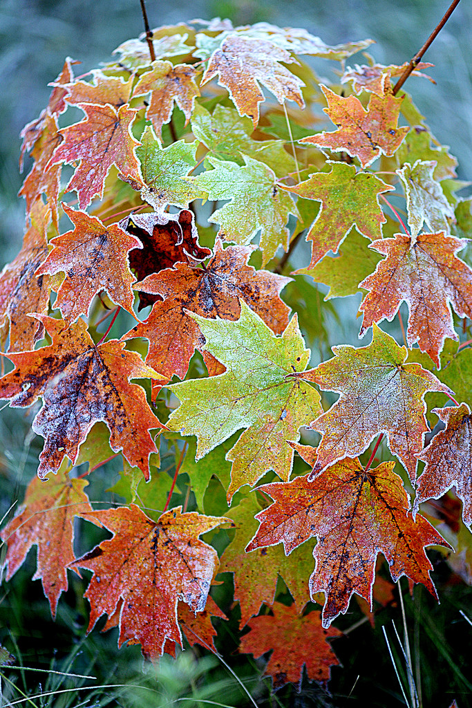 Cascade of frosty leaves! by fayefaye