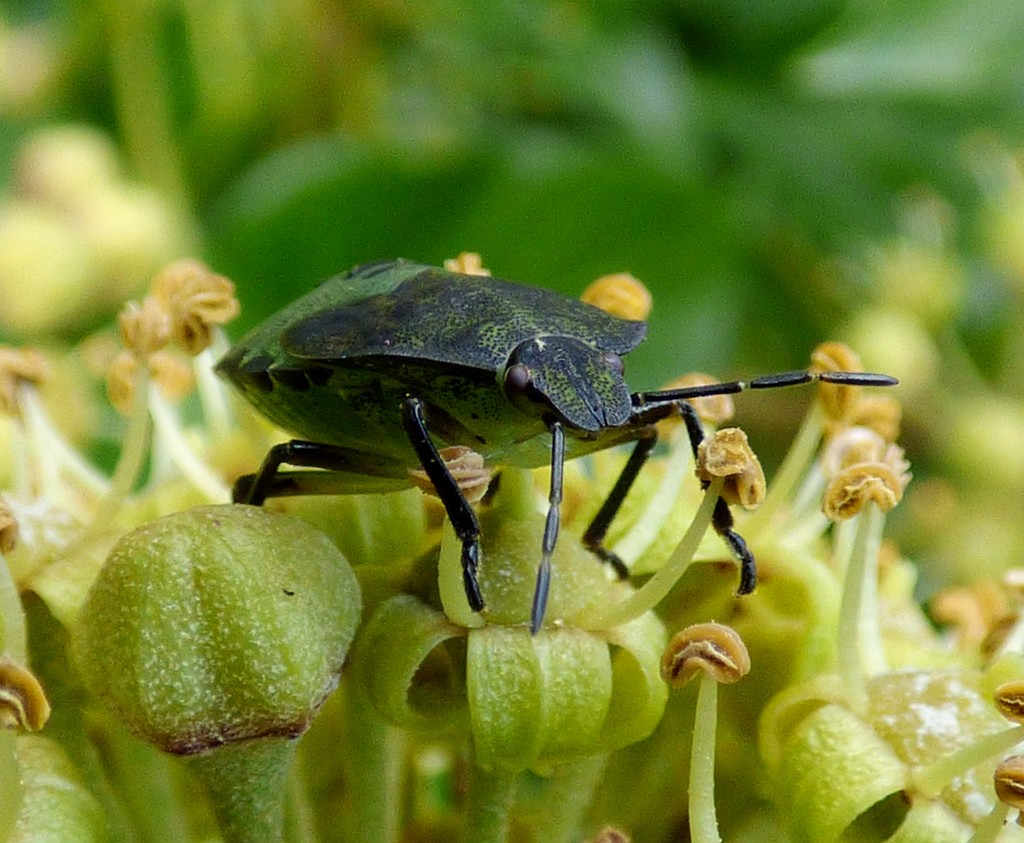 Green shieldbug on Ivy  by julienne1