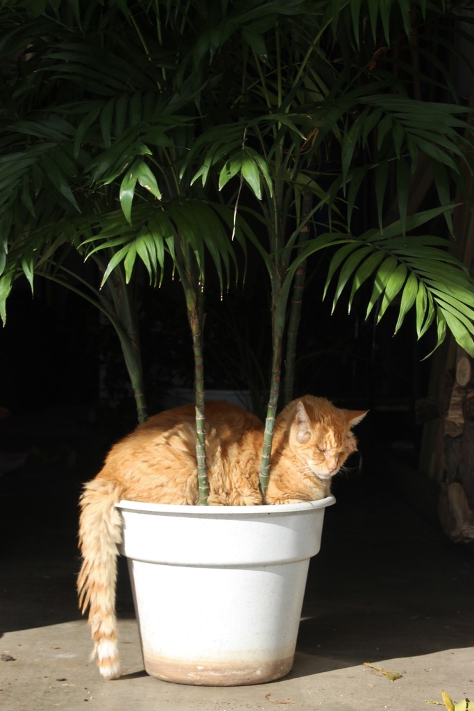 Sunning in a pot by bjchipman