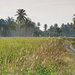 Morning light on the rice paddy by ianjb21