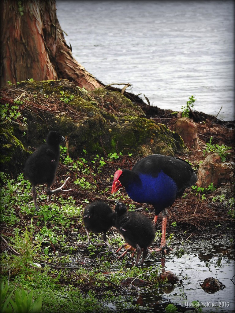 Pukeko and her Chicks by yorkshirekiwi