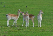 8th Oct 2016 - FALLOW FAWNS