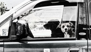 12th Oct 2016 - dogs in cars