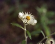 12th Oct 2016 - White paper daisy