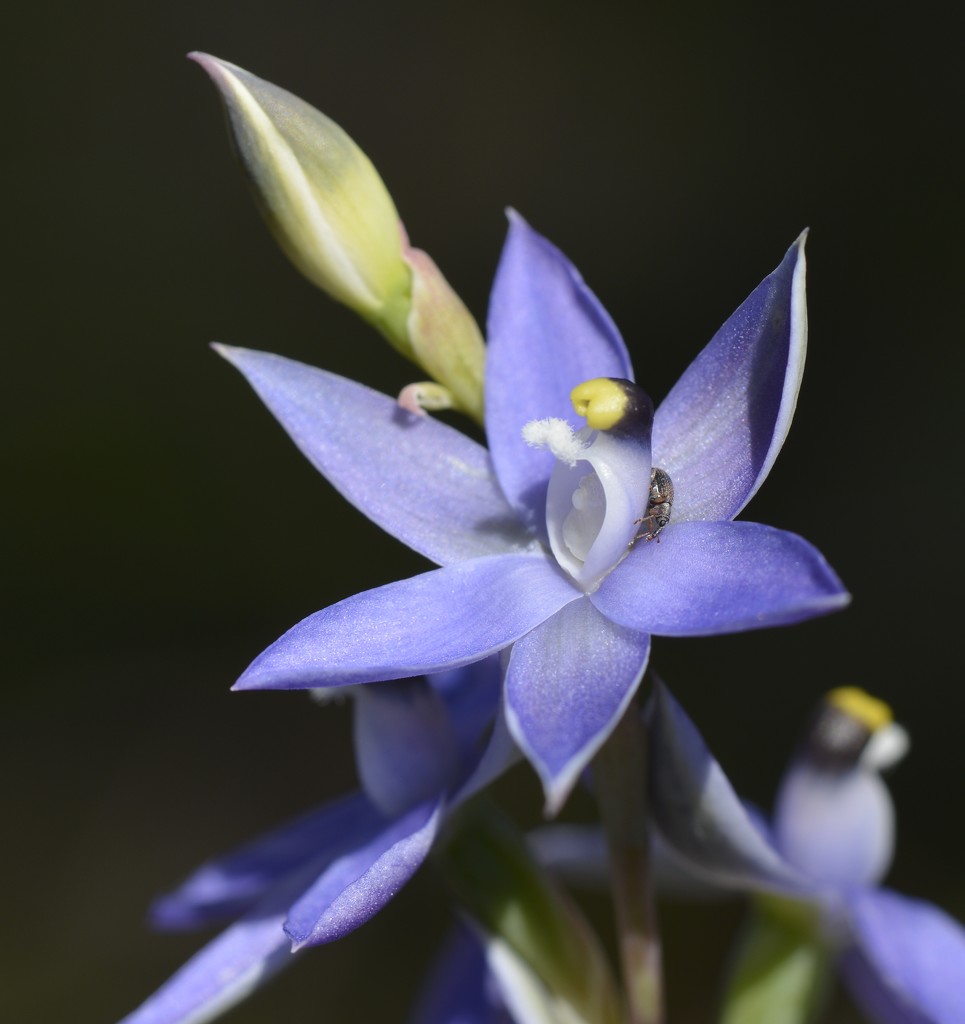 Blue Sun Orchid_DSC3857 by merrelyn