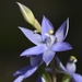 Blue Sun Orchid_DSC3857 by merrelyn