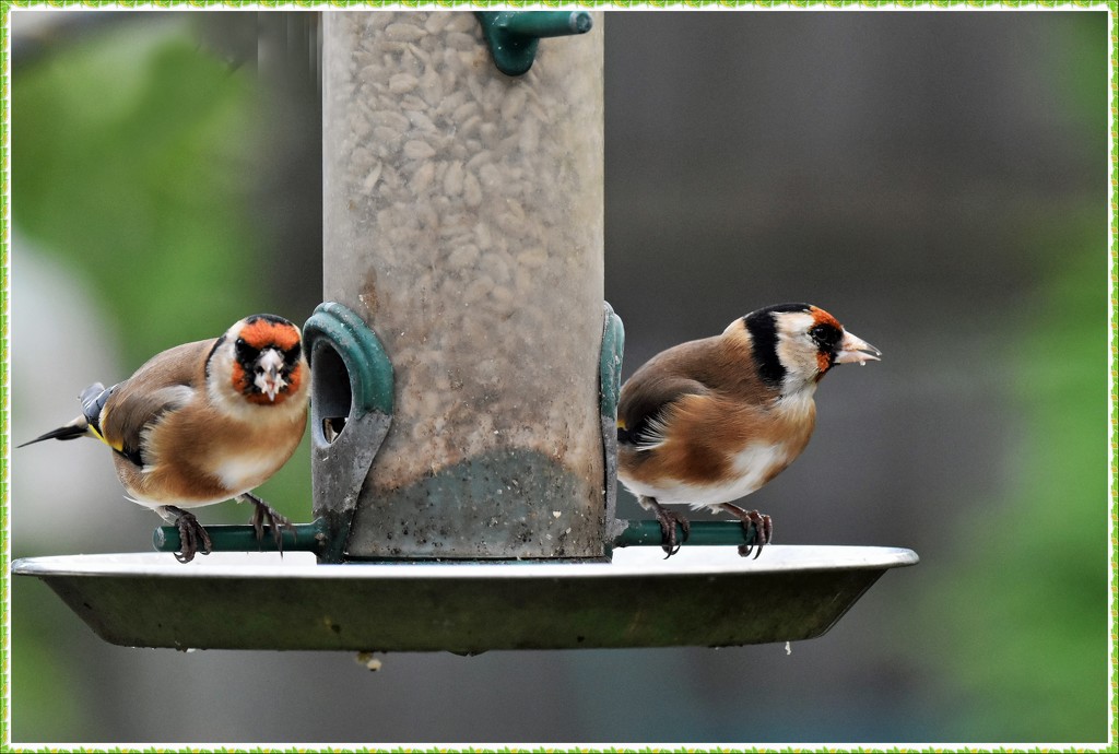 Goldfinches by rosiekind