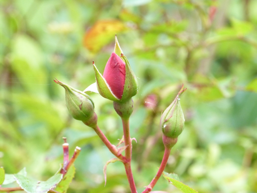 Rose buds by shirleybankfarm