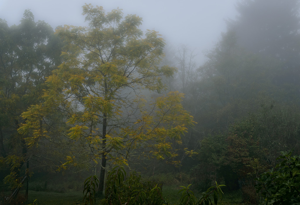 Fall Butternut in Fog  by jgpittenger