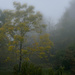Fall Butternut in Fog  by jgpittenger