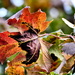 More Autumn by carole_sandford