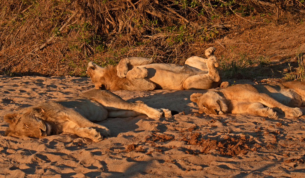 More Sleeping Lions  by philbacon