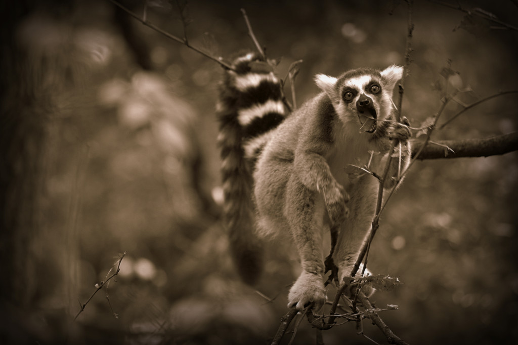 Hungry Lemur. by darrenboyj