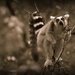 Hungry Lemur. by darrenboyj