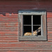 Cat In Window by byrdlip
