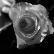 12th Oct 2016 - OCOLOY Day 286: B&W Rose