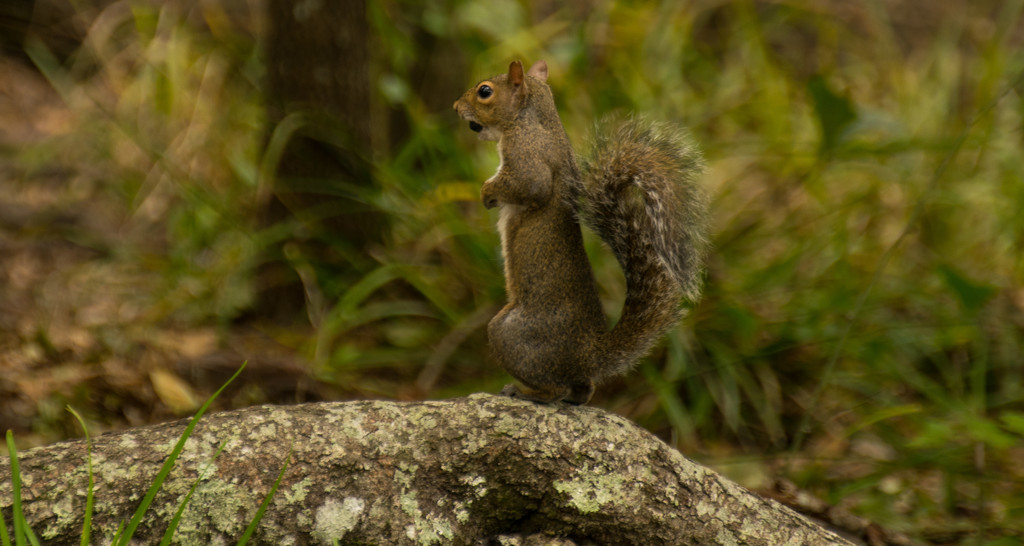 Squirrel on Watch! by rickster549