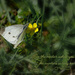 Butterfly Feeding by gardencat