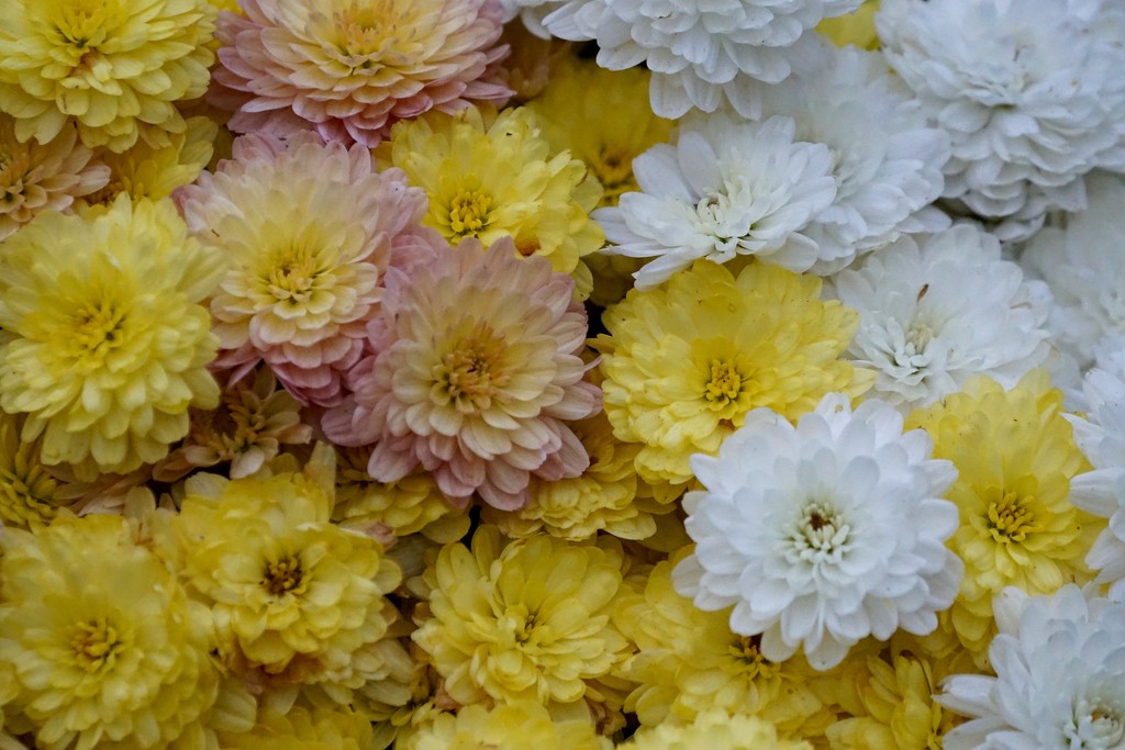 Mums by amyk