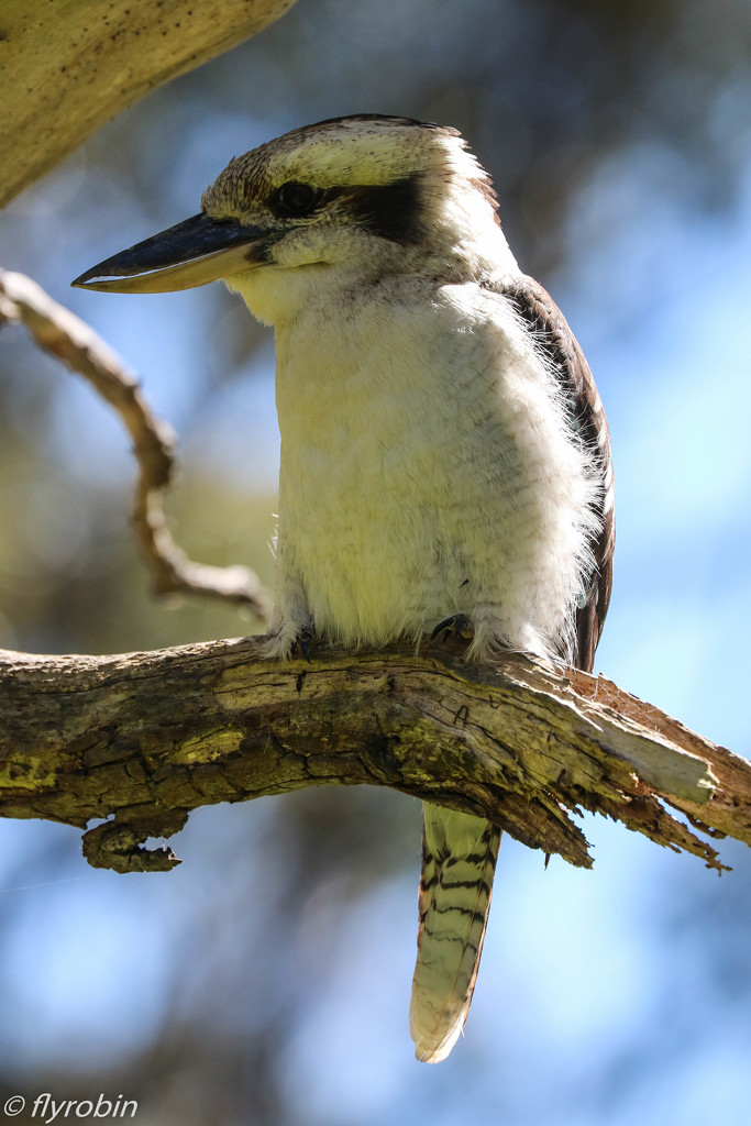Peaceful young kookaburra by flyrobin