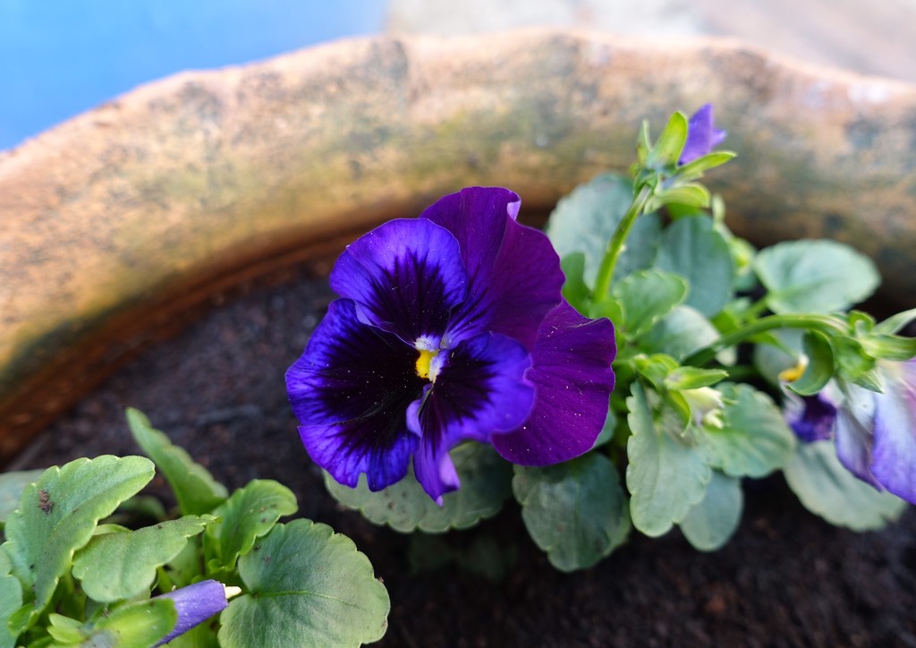 purple pansy in a pot by quietpurplehaze