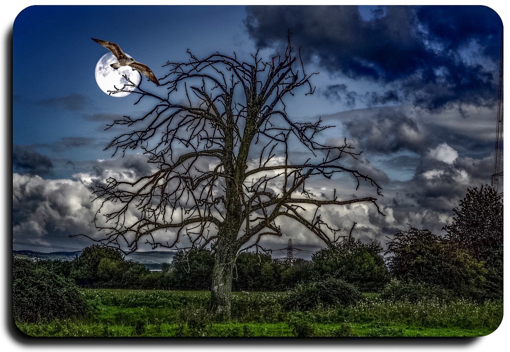 Spooky tree by stuart46