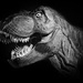 T Rex Portrait by davidrobinson