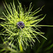 Spiky Green Plant by davidrobinson