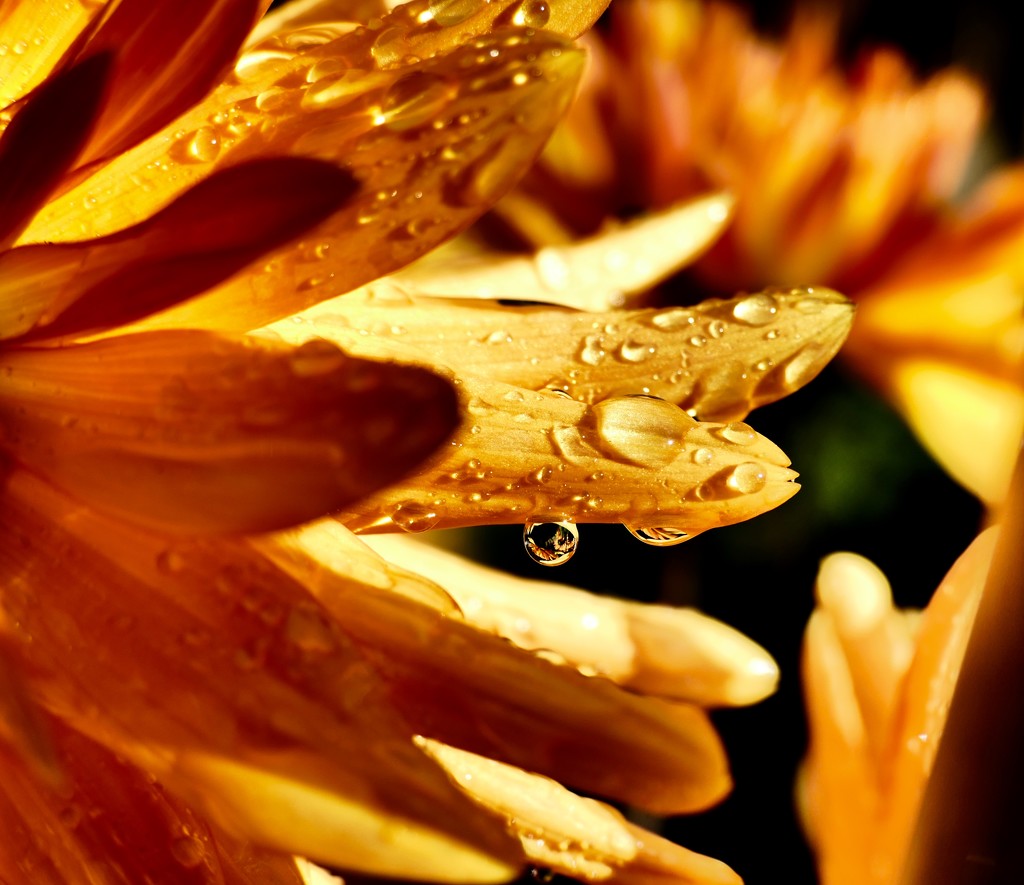 Raindrops on petals by carole_sandford