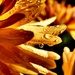 Raindrops on petals by carole_sandford