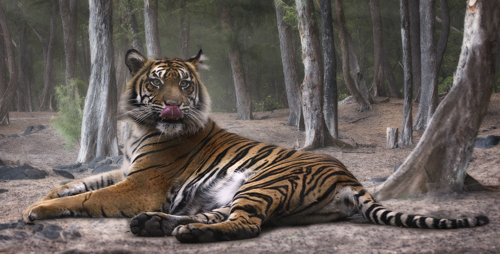 Sumatran Tiger Licking his Lips by jgpittenger